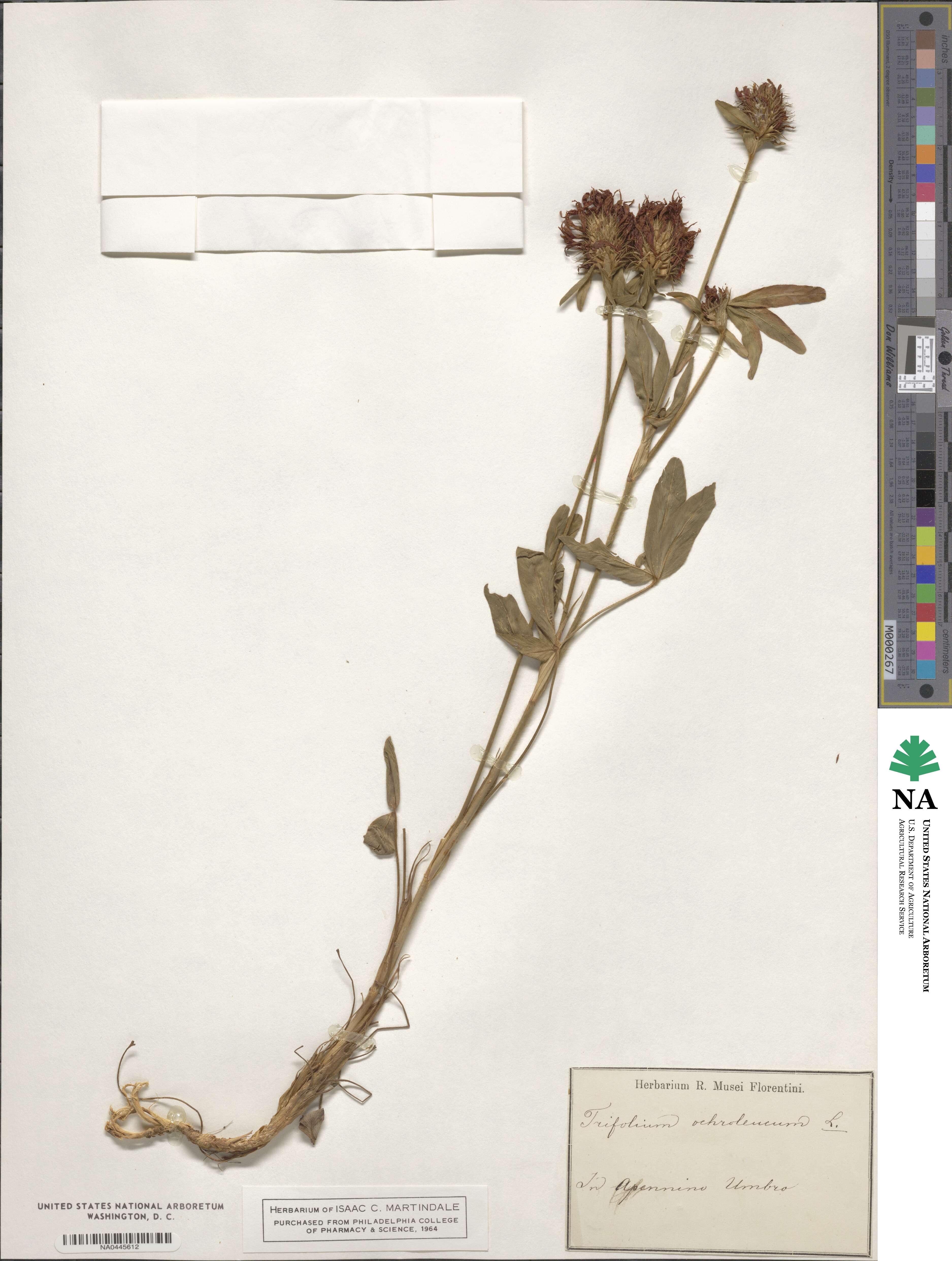 Trifolium ochroleucum image