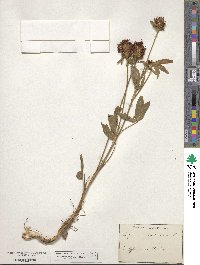 Trifolium ochroleucum image