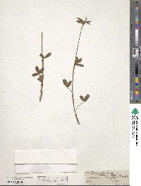 Trifolium ochroleucum image