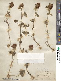 Trifolium ochroleucum image