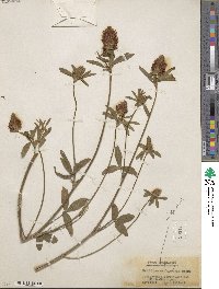 Trifolium ochroleucum image