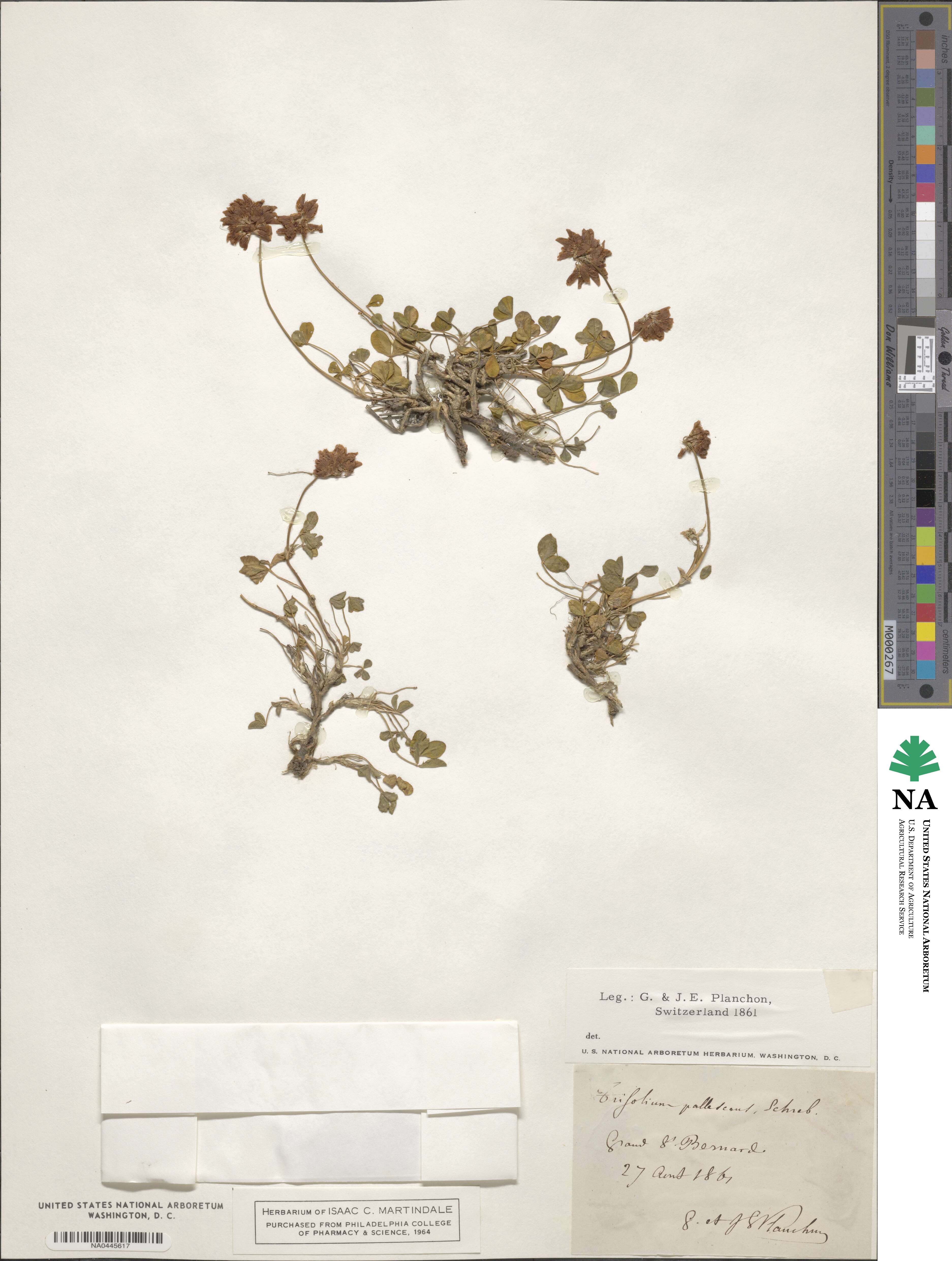 Trifolium pallescens image