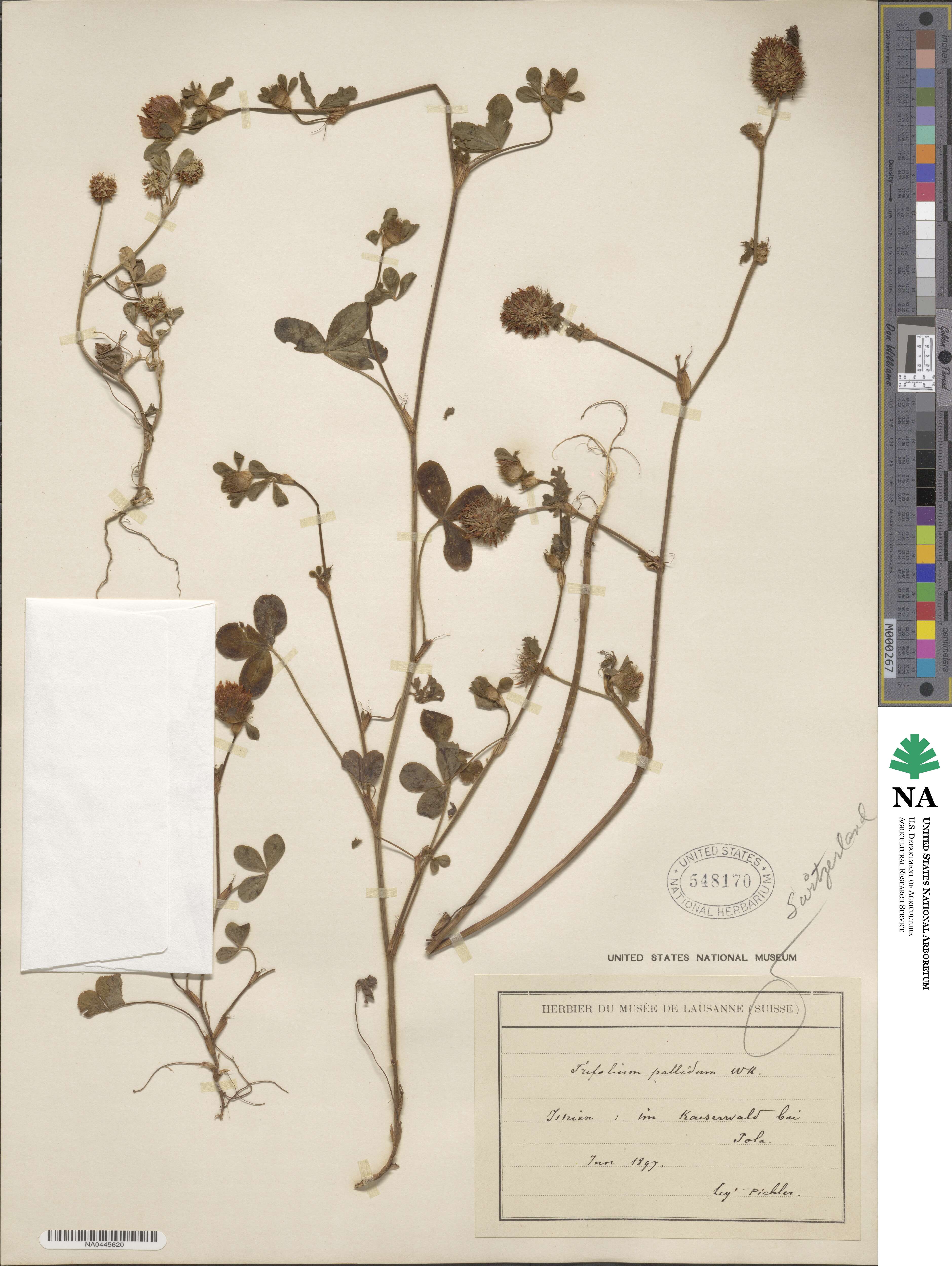 Trifolium pallidum image