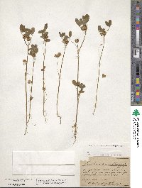 Trifolium parviflorum image