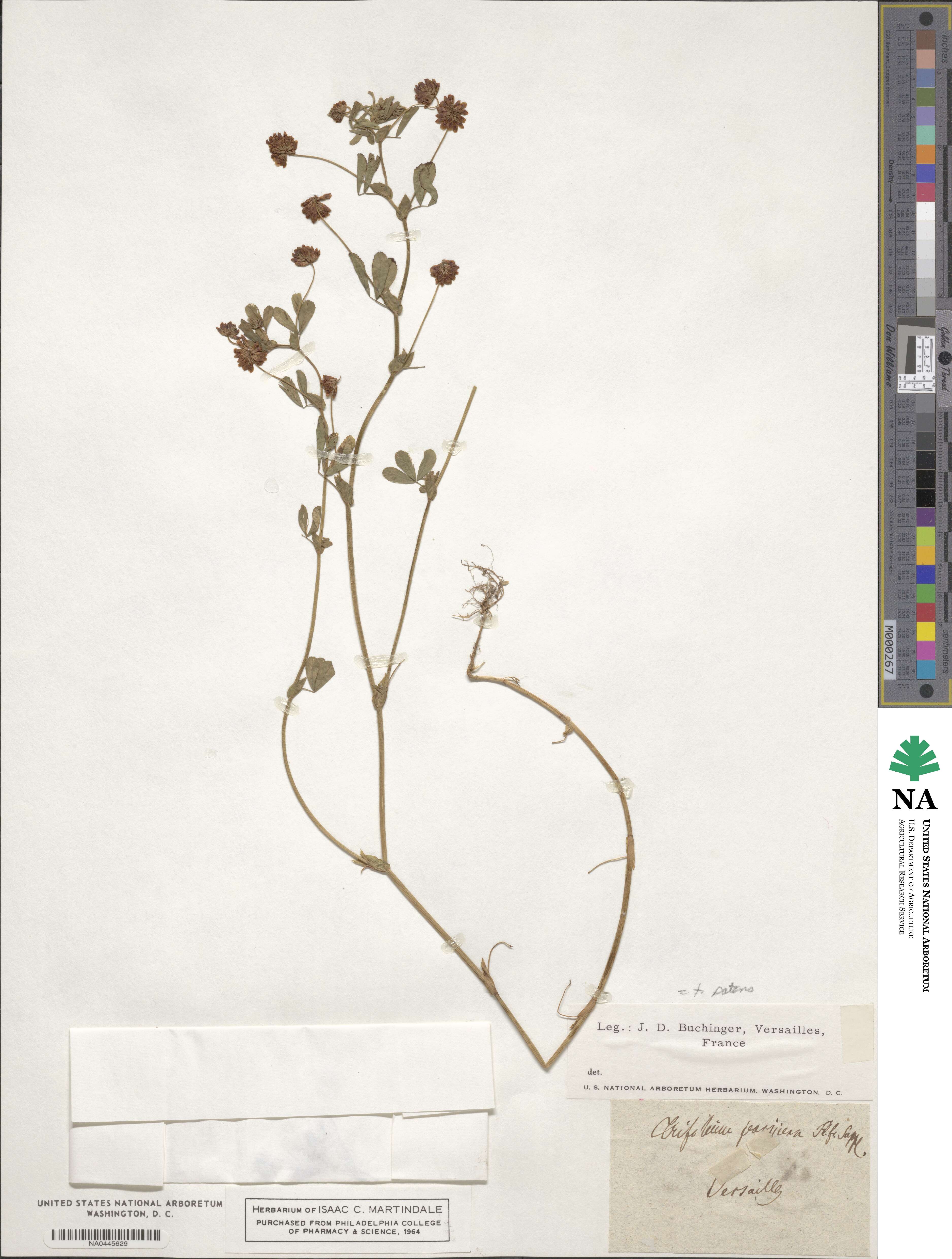 Trifolium patens image