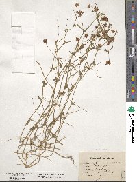 Trifolium patens image