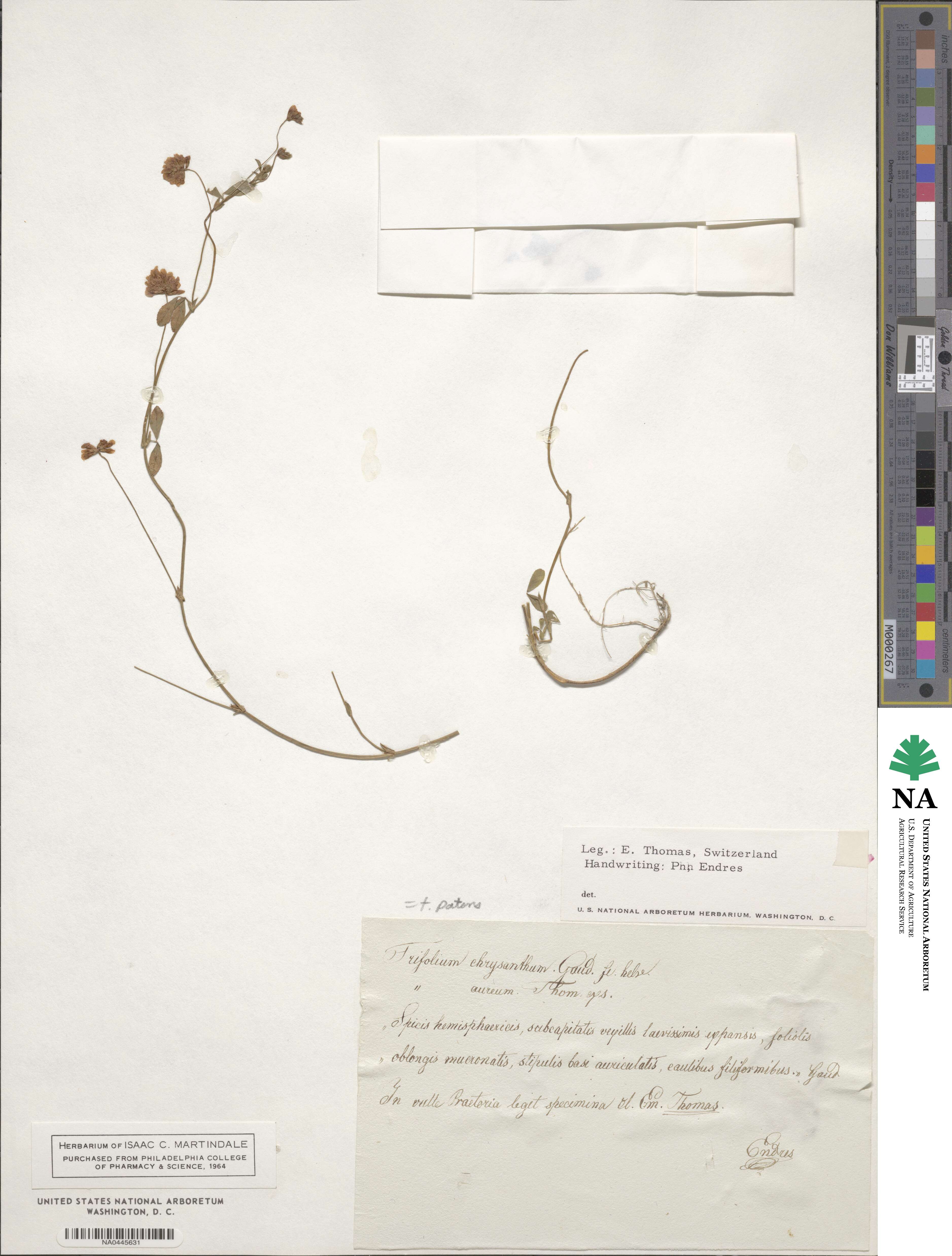 Trifolium patens image