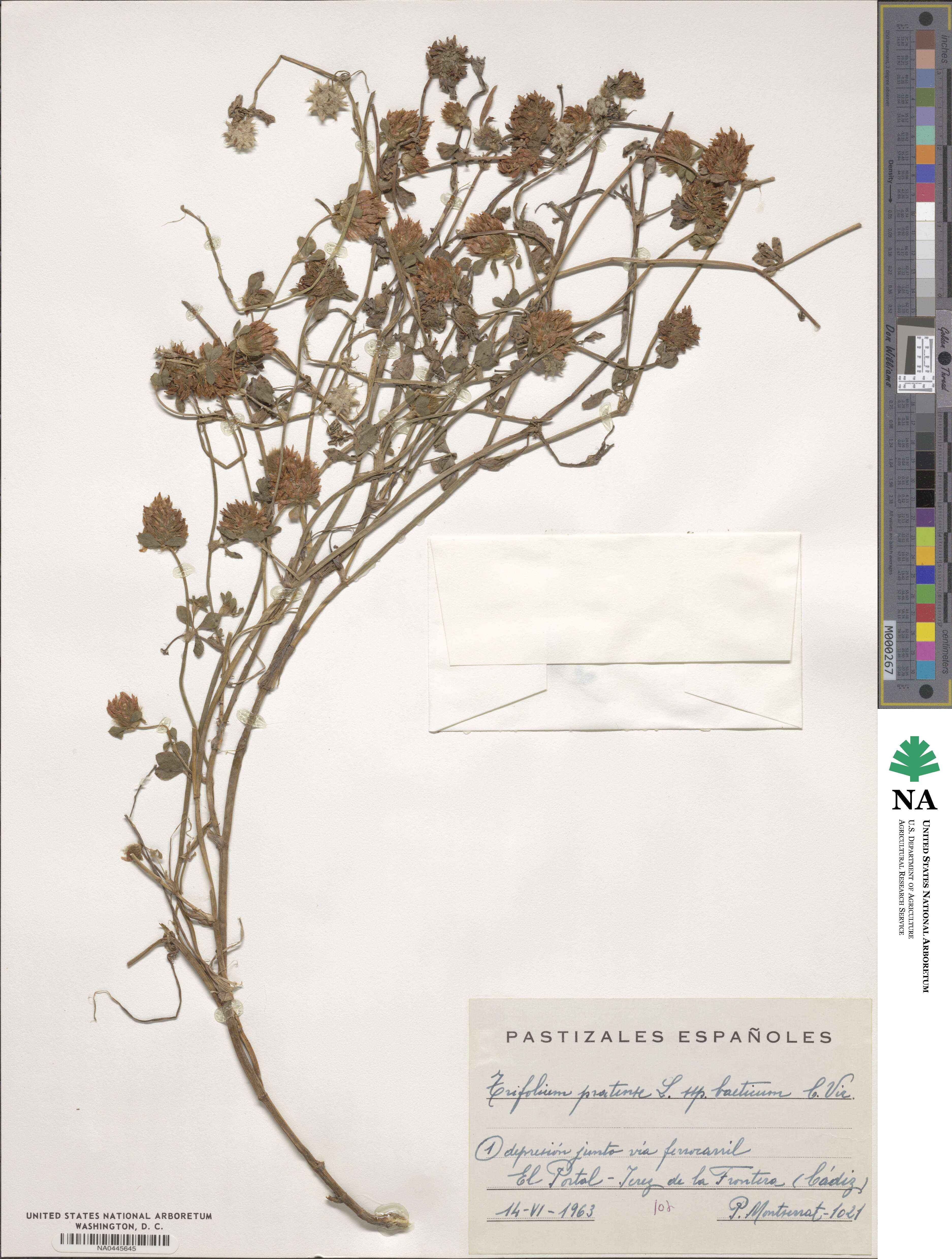 Trifolium pratense subsp. baeticum image