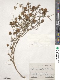 Trifolium pratense subsp. baeticum image