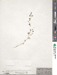 Trifolium procumbens image