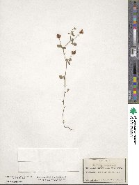 Trifolium procumbens image