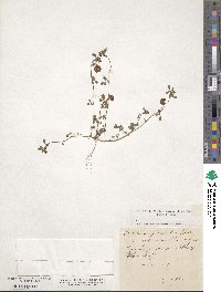 Trifolium procumbens image