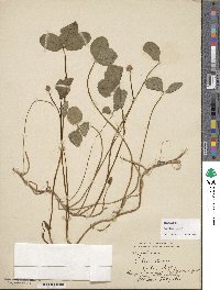 Trifolium repens image