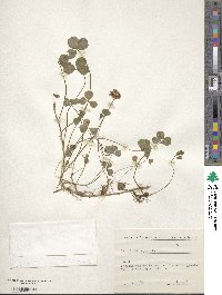 Trifolium repens image