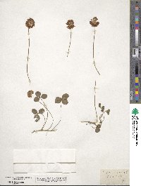Trifolium repens image