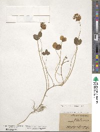 Trifolium repens image