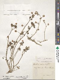 Trifolium resupinatum image