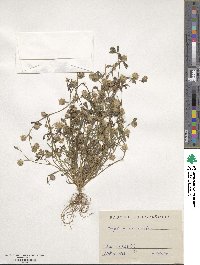 Trifolium resupinatum image