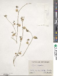 Trifolium resupinatum image