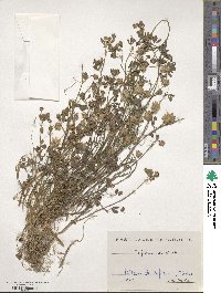 Trifolium resupinatum image