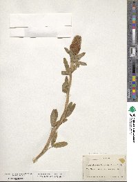 Trifolium rubens image