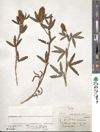 Trifolium rubens image