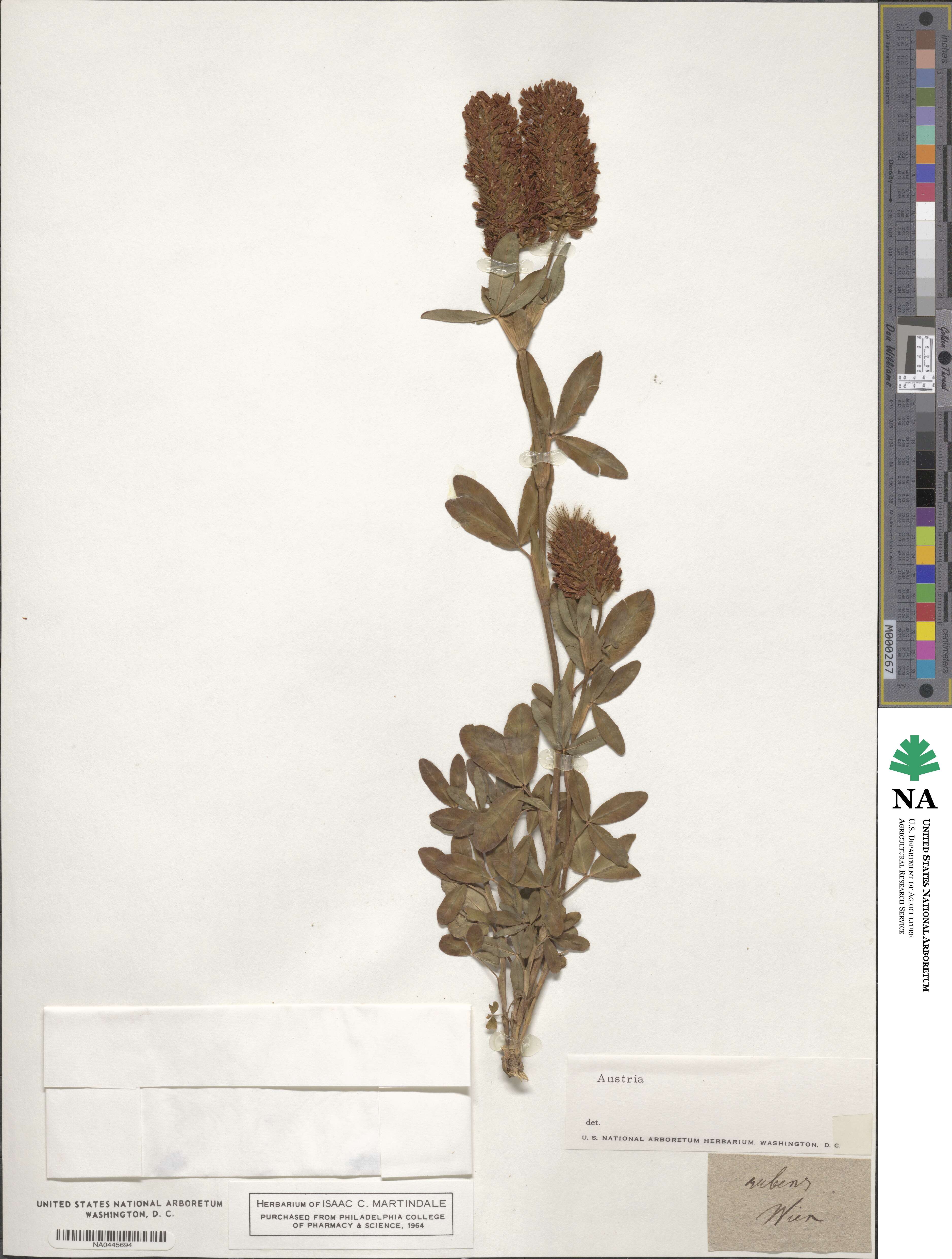 Trifolium rubens image