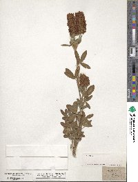 Trifolium rubens image