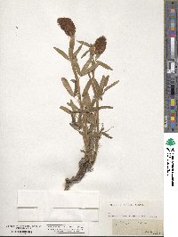 Trifolium rubens image