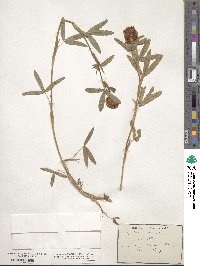 Trifolium rubens image