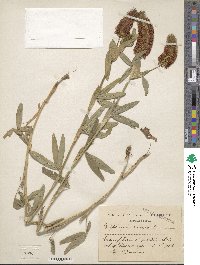 Trifolium rubens image