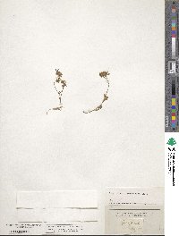 Trifolium saxatile image