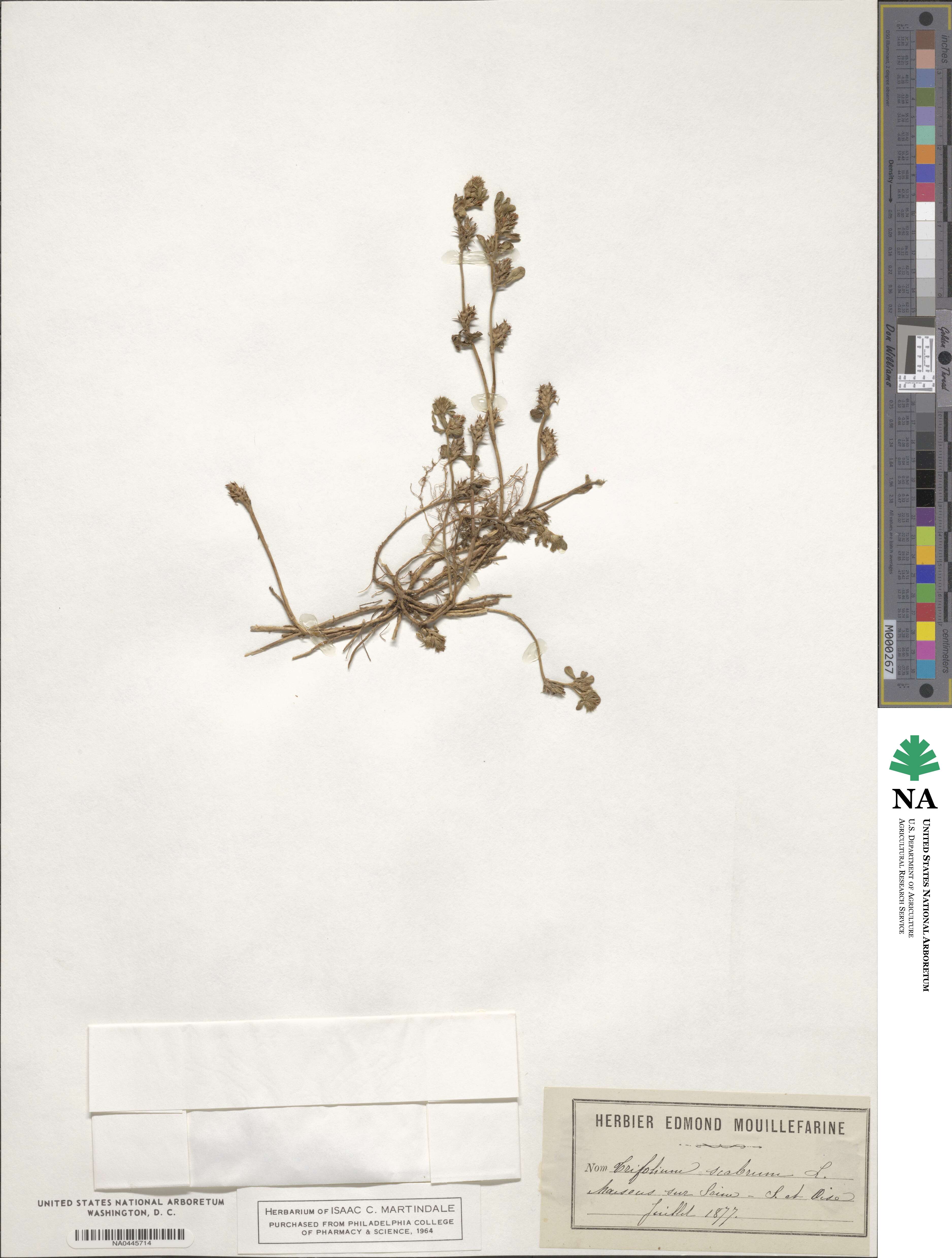 Trifolium scabrum image