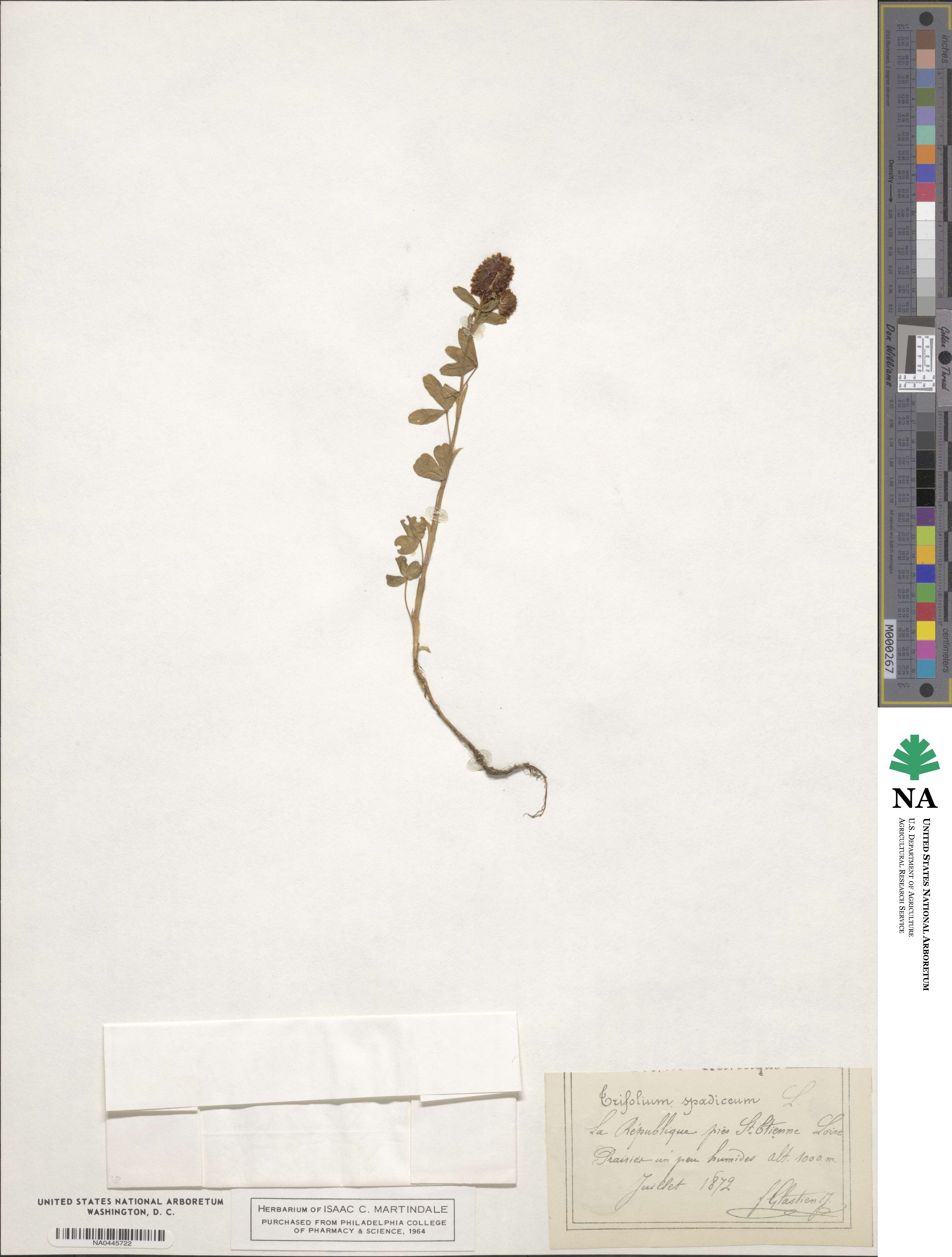 Trifolium spadiceum image