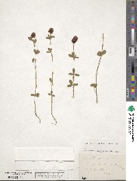 Trifolium spadiceum image