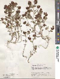 Trifolium speciosum image