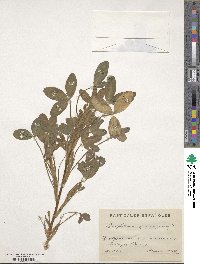 Trifolium squarrosum image