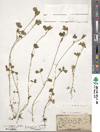 Trifolium striatum image