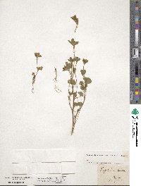 Trifolium striatum image