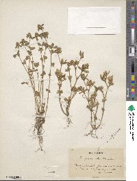 Trifolium striatum image