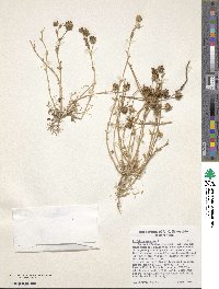 Trifolium strictum image