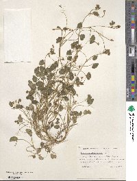 Trifolium subterraneum image