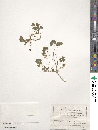 Trifolium subterraneum image