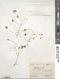 Trifolium subterraneum image