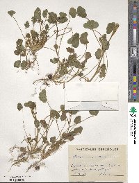 Trifolium subterraneum image