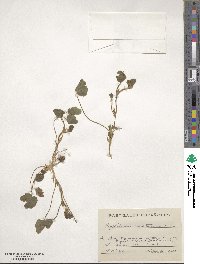 Trifolium subterraneum image