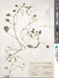 Trifolium subterraneum image