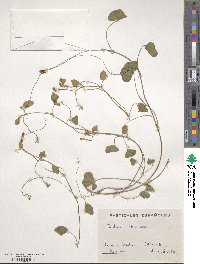 Trifolium subterraneum image