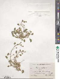 Trifolium subterraneum image