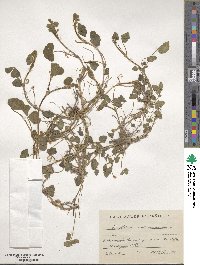 Trifolium subterraneum image